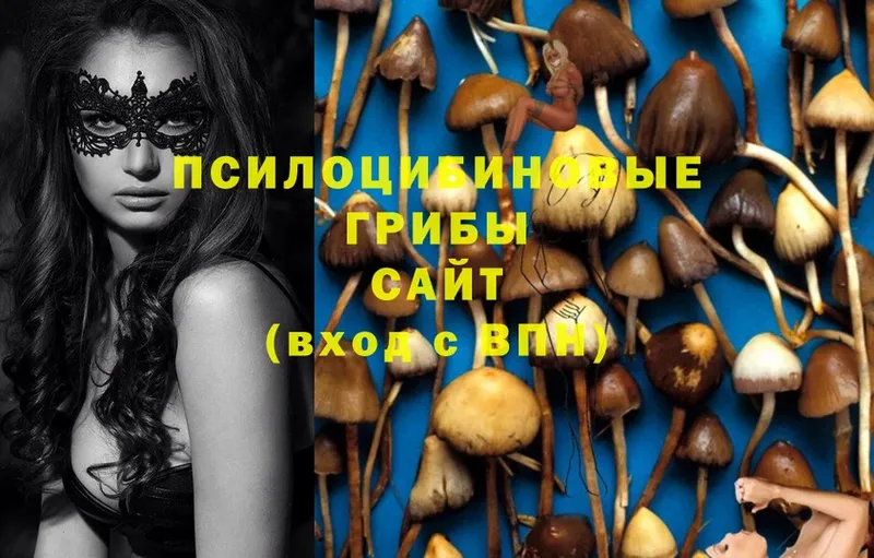 купить   блэк спрут ссылки  Псилоцибиновые грибы Magic Shrooms  Омск 